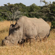 One of the last northern white rhinos on Earth, living at the Ol Pejeta Conservancy in Kenya. Image: Michael Dalton Smith/Wikimedia